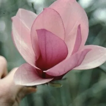 thumbnail for publication: Magnolia x soulangiana 'Alexandrina' 'Alexandrina' Saucer Magnolia